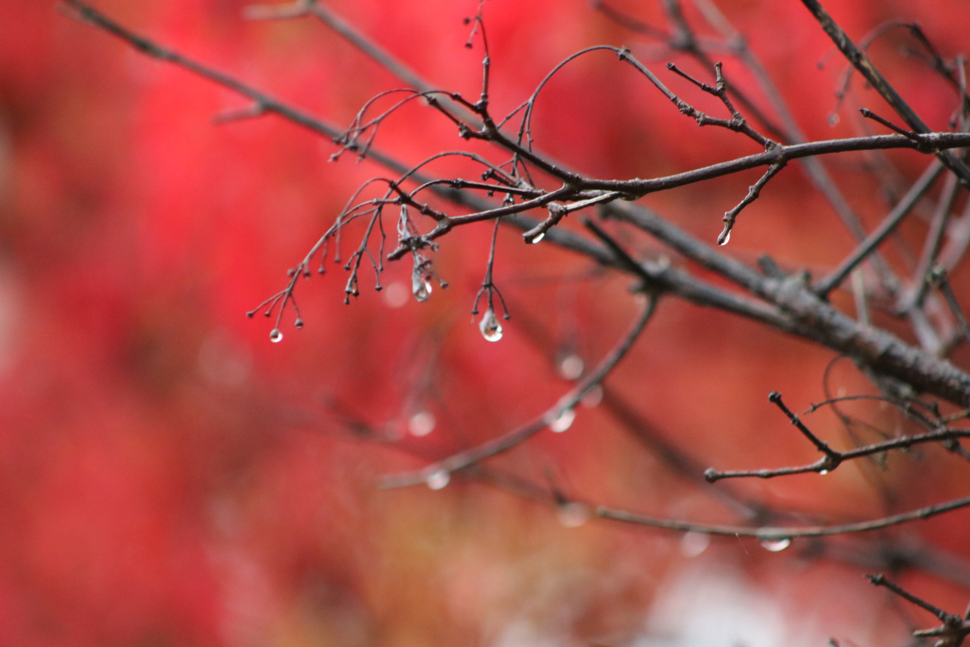 water drop hanging on a twig